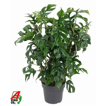 Monstera Minima On Reck