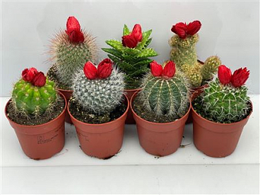 Red Bloem Sier
