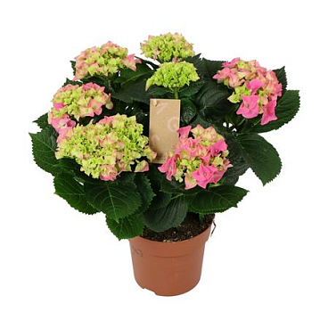 Hydrangea Ma Pink 7+