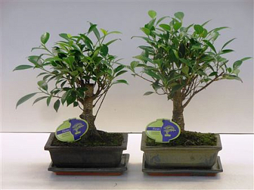 Bonsai Ficus Retusa, 20cm., Broom, With Drip Tray