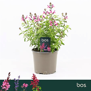 Salvia Greggii Mirage Rose Bicolour