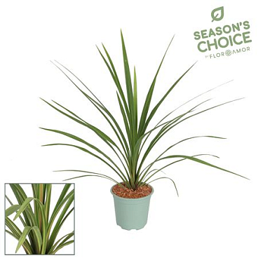 Cordyline Peko