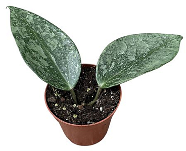 Hoya Rimba Perak