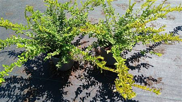 Lonicera Nitida Maigrün