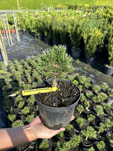 Сосна горная Шервуд Компакт