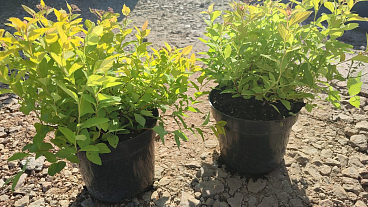 Спирея японская Голден Принцесс