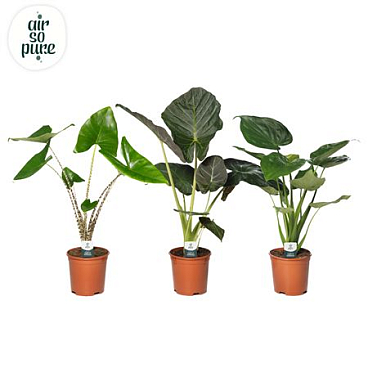 Alocasia Gem