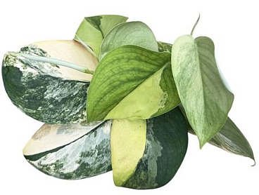 Scindapsus Jade Satin Aurea