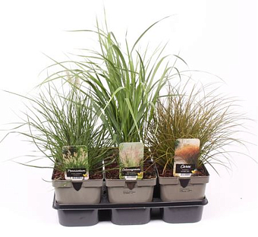 Grass Mix