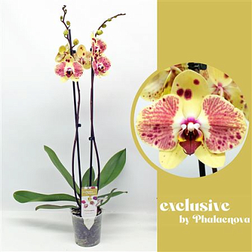 Phal 2st Exotic Punch 18+ (phalaenova)