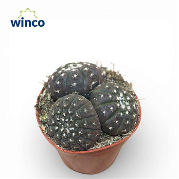 Gymnocalycium Ragonesei (group)