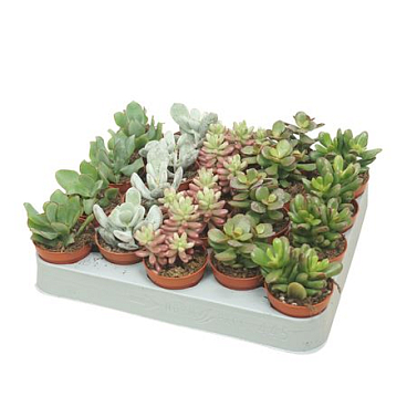 Pd Mix Succulent
