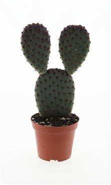 Opuntia Microdasys Indigo