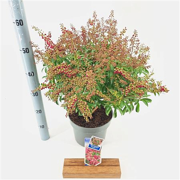 Pieris Jap Passion