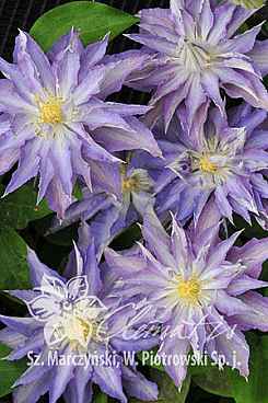 Клематис гибридный Турисланд