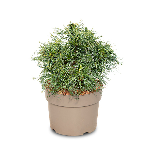 Сосна веймутова Грин Керлз