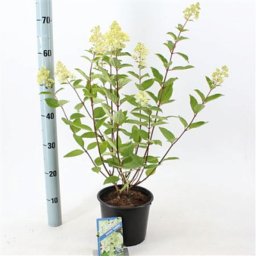 Hydrangea Paniculata Grandiflora