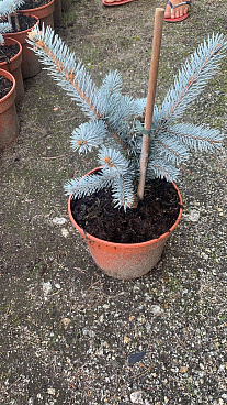 Ель колючая Хупси
