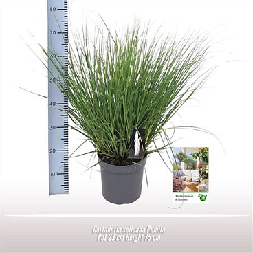 Cortaderia Selloana Pumila
