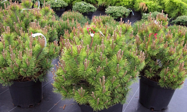 Сосна горная Офир