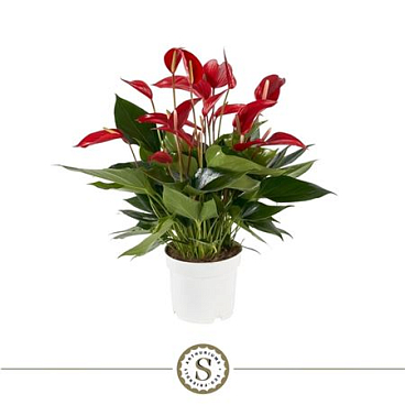 Anth An Mille Fleurs Roja 10+ (stolk)