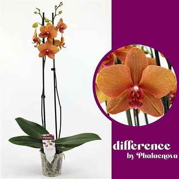 Phal 2st Golden Brick 18+ (phalaenova)
