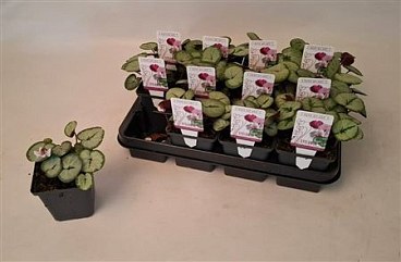 Cyclamen Coum Silverleaf White