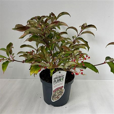 Viburnum Hillieri Winton