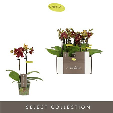Phal 2st Optifriend Esmee 10+ (opti)