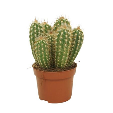 Pilosocereus Gounellei 12 Cm