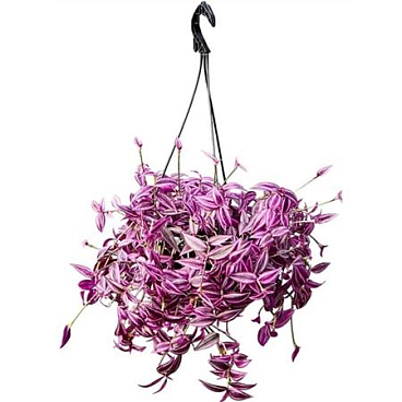 Tradescantia Zebrina Pink Paradise