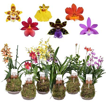 Orchids Forrest 2st Terracotta Schaal