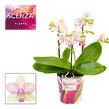 Phal 3-4st Dazzling Blossom Bliss