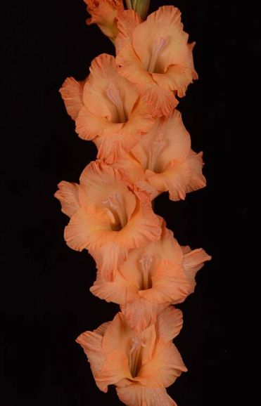 Гладиолус крупноцветковый Лисички