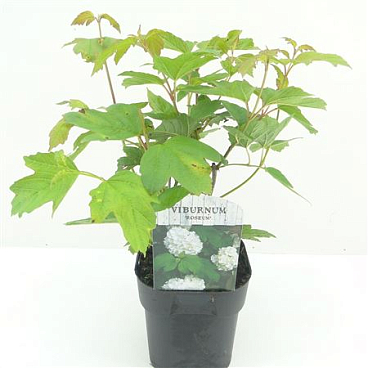 Viburnum Op Roseum