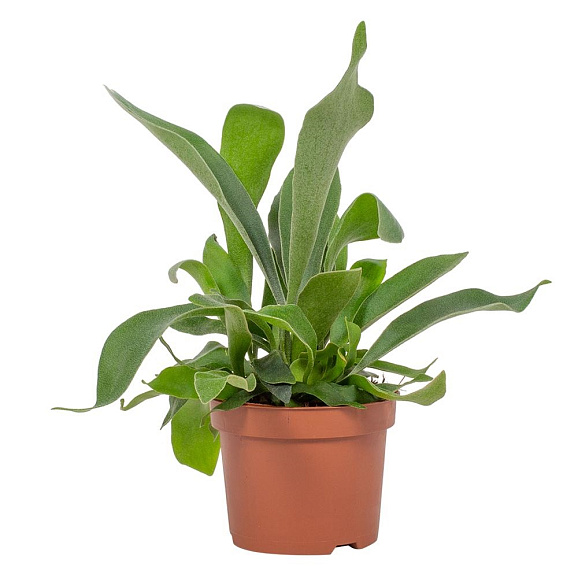 Платицериум | Оптовая цветочная компания «Флора Групп» Платицериум