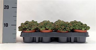Euphorbia Susannae
