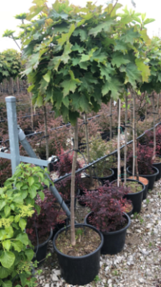 Клен остролистный Глобосум штамб