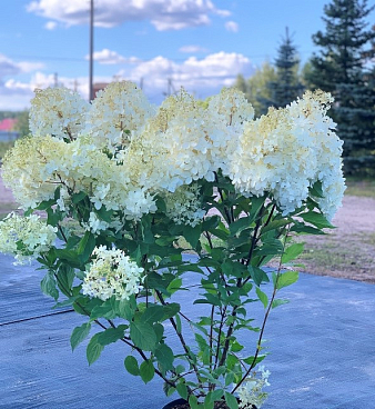 Гортензия метельчатая Фантом