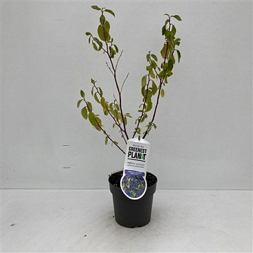 Ceanothus Del Henry Défossé
