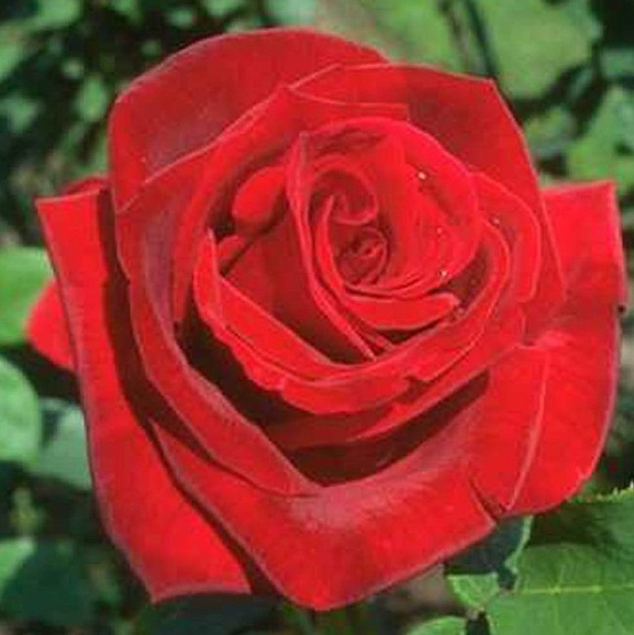 Роза чайно-гибридная Гладиатор