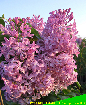 Сирень гиацинтовая Русский Гиацинт