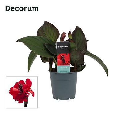 Canna Bronze Scarlet (decorum)