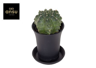 Gymno Cactus Transformer