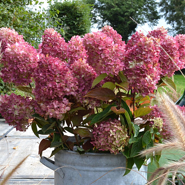 Гортензия метельчатая Гарденлайт Ред Лайт