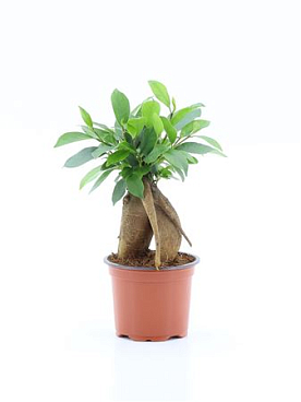 Ficus Microcarpa Retusa