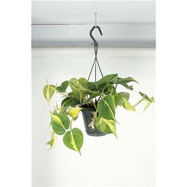 Philodendron Brasil Hanging Pot