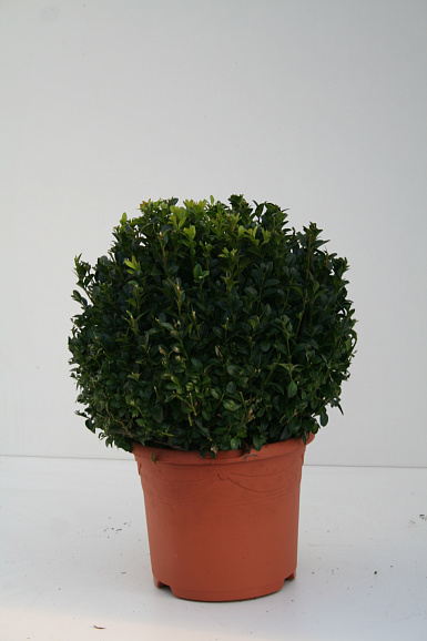 Самшит вечнозеленый Арборесценс шар