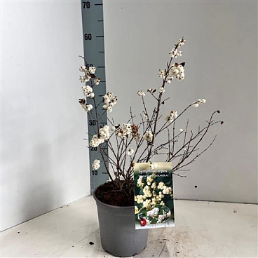 Symphoricarpos Magical Galaxy