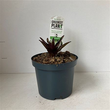 Eucomis Autumnalis